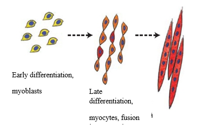 Рис. 1. Иллюстрация дифференциации миобластов и слияния их в единый многоядерный синцитий